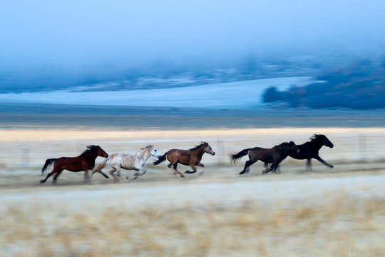 Horses running in the autumn fog.