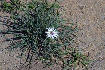 Дикие цветы Мангыстау