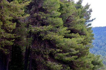 a fabulous forest with large green trees in wonderful Europe