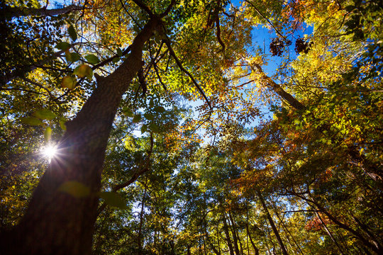 A colorful fall canopy along the Sweetgum Swamp loop trail at the Nags Head Woods Preserve.