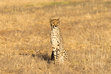 Cheetah