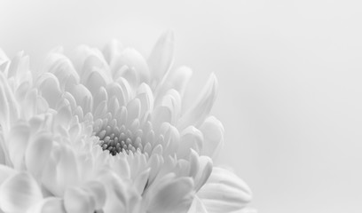 Fleur blanche