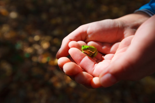 A tiny Green treefrog (Hyla cinerea) in a woman's hands near the Discovery Trail in the Nags Head Woods Preserve.