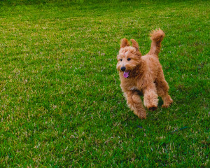 Labradoodle dog running on green grass 