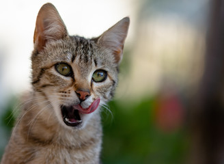 Gatto che si lecca dopo aver mangiato.
