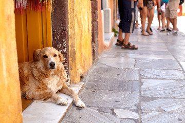 Portrait of a golden dog lying down resting on the doorstep at home on a hot day in Greece - 262090103
