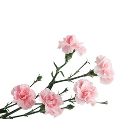 Fototapeta na wymiar Pink carnations isolated on white