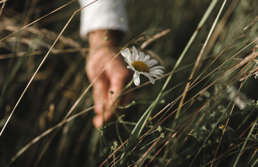 Close-up image of female hand pick a chamomile. Camomile flower is picking up