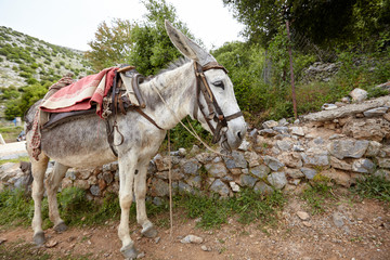 A gray donkey awaits a rider on a mountain road. Lifting cargo uphill. Journey through the countryside.  - 262090352