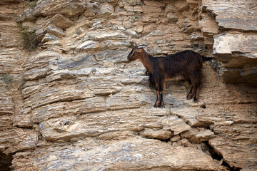 Black Mountain Goat standing on a cliff. Greece, Crete, Europe. - 262090543