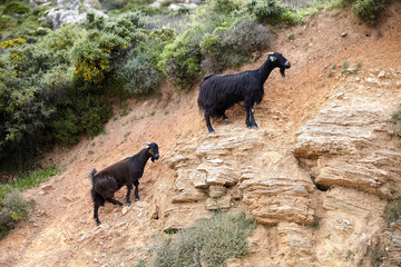 Two black goats climb a steep rock. Mother and child. Greece, Crete, Europe. - 262090739