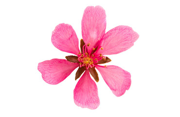 Obraz premium wild almond flower