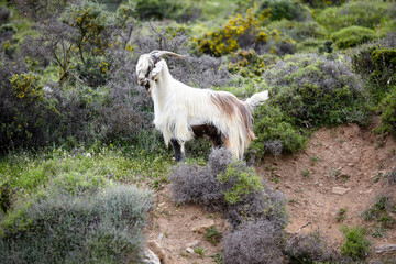 White-brown fluffy mountain goat grazing in the summer among the thorny shrubs on the mountainside in Greece on the island of Crete - 262090902