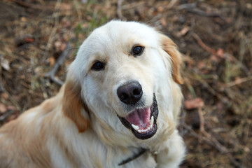 Naklejka na ściany i meble closeup portrait of a happy golden domestic dog on a walk in the park