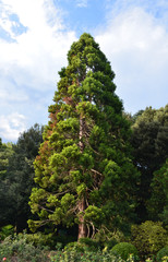 Tropical Sequoia tree in Nikitsky Botanical Garden near Yalta, Crimea, Russia
