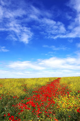 Meadow with poppy flowers, portuguese landscape