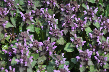 Natural overgrown Lamium purpureum