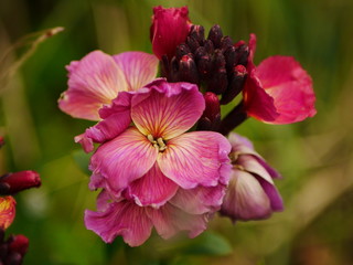 Closeup of a pink wallflower (erysimum) in spring