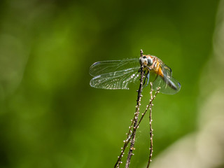 Resting Dragonfly