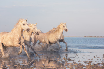 Beautiful white horses run gallop in the water at soft sunset light, National park Camargue, Bouches-du-rhone department, Provence - Alpes - Cote d'Azur region, south France