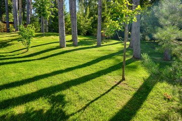 green lawn. trunks of tall trees on the border of the forest. sunny day. long shadows from trees.