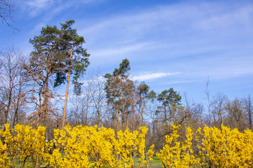 Obraz premium Large blooming forsythia bush blooming in the spring garden