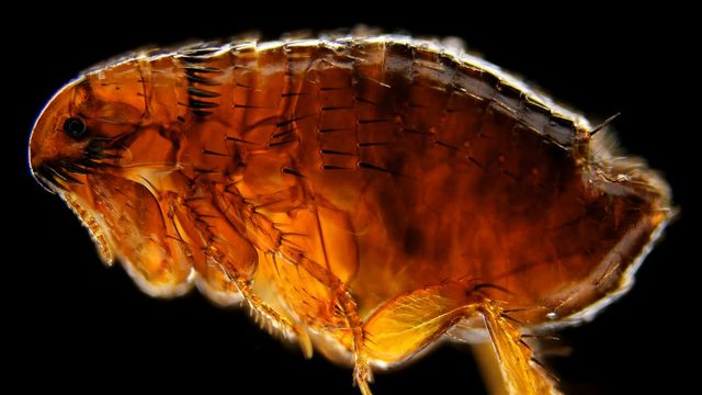 a flea under a microscope, the genus Ctenocephalides felis, a dangerous parasite of cats, dogs and humans, causes itching in the area of the bite 4K