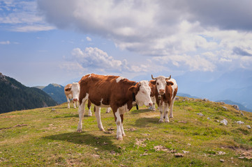 Cows are grazed on a summer meadow in mountains