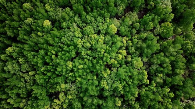 Aerial view tree forest