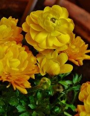 Naklejka na ściany i meble Gelbe Blüten im Balkontopf