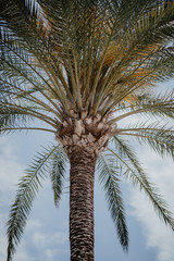 plakat przyrodniczy. drzewo palmowe - 262093999