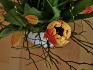 Tulpenblüte im Blumenstrauß von oben