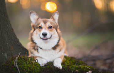 Beautiful portrait of a welsh corgi pembroke dog lying down on moss in the forest