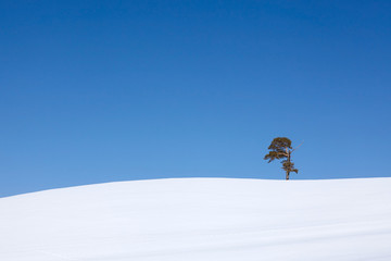 Lonely pine on the horizon between clear blue skies and white snow on a pure cool spring day - 262094328