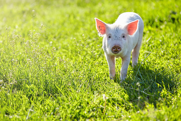 on a green lawn in the early sunny morning a little cute pink pig smeared a snout in the mud and looking merrily ahead - 262094561