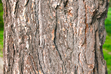 Tree bark texture wallpaper