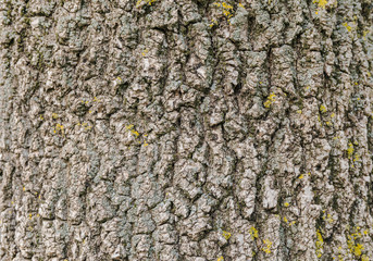 Tree bark texture wallpaper