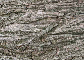 Tree bark texture wallpaper