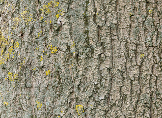 Tree bark texture wallpaper