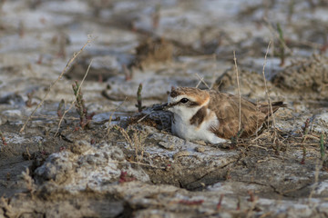 little ringed plover (charadrius dubius)