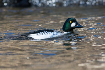 Common goldeneye in a closeup