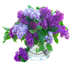 Lilac fresh flowers
