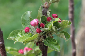 Beautiful pink red flower of the Top Red Aplle tree
