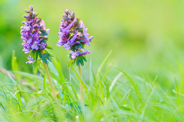 pair of spring flowers among green grass