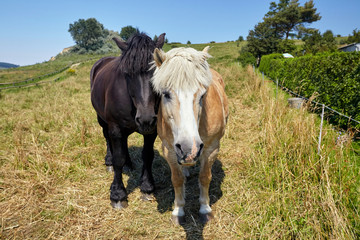 two horses, red and black on the island of Rügen in Germany, stand side-to-side with each other and look ahead expectantly