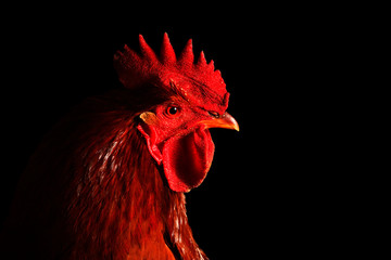 red rooster on black background © drakuliren