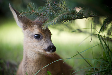 Rehkitz Flaschenaufzucht © Ines Hasenau