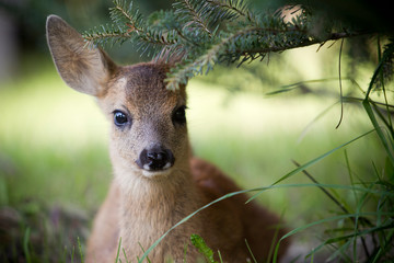 Rehkitz Flaschenaufzucht