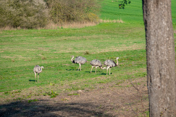 a Nandu family standing on a meadow in the morning looking for food