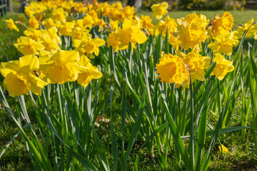 a flower bed full of daffodils in spring